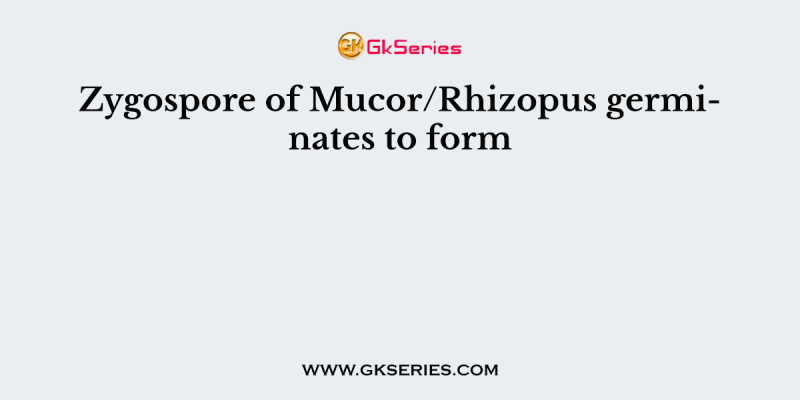 Zygospore of Mucor/Rhizopus germinates to form