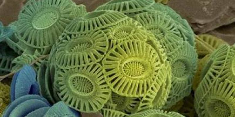Role of ancient algae in building a healthy global marine ecosystem