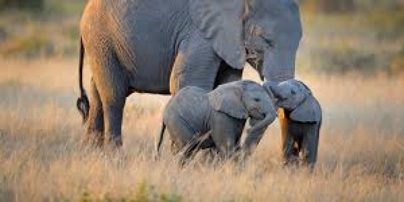Asian elephant cubs show handedness in trunk behaviour earlier than adult usage of trunks