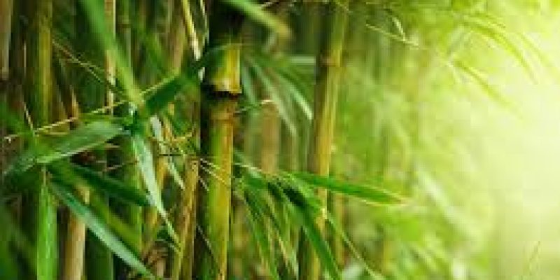 Workshop-cum-exhibition on “Bamboo- A wonder grass”