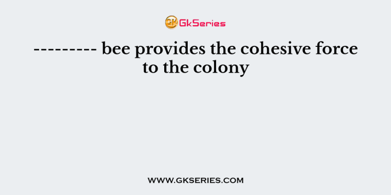 ——— bee provides the cohesive force to the colony