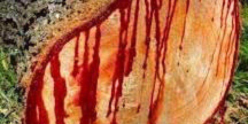 Dragon blood-oozing Tree discovered in Assam