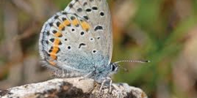 Scientists discovered 77 new butterfly species in Matheran