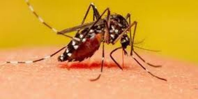 Persistent global transmission of chikungunya from India