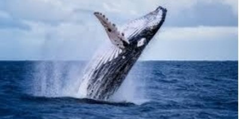 Japan resumed commercial whaling for the first time in more than 30 years