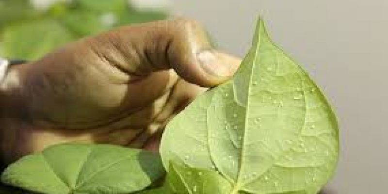 NBRI developed whiteflies-resistant variety of cotton