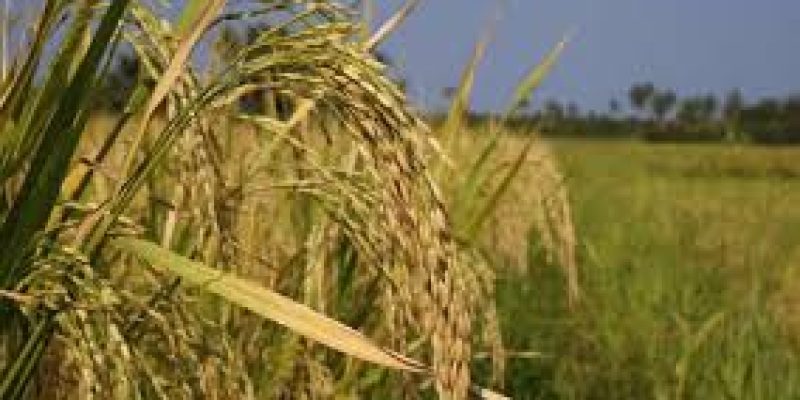 4th Advance Estimates of production of major crops for 2018-19