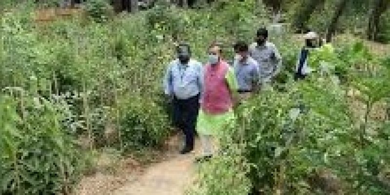 Urban forest created in Delhi at polluted ITO