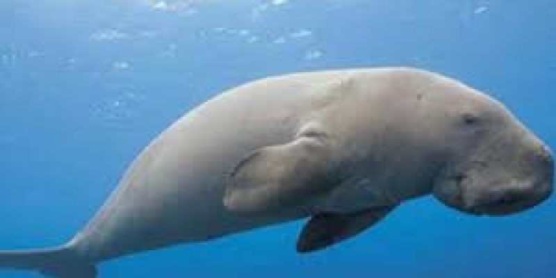 Tamil Nadu to set up India’s first Dugong Conservation Reserve