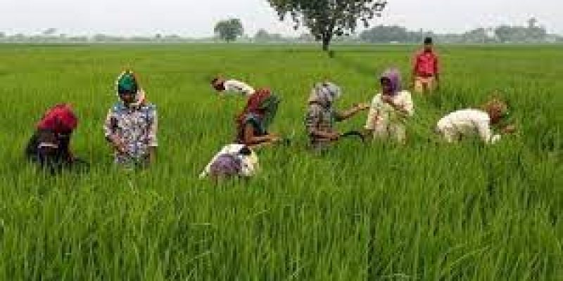 Govt adds dairy products under TMA scheme for Specified Agriculture Products’