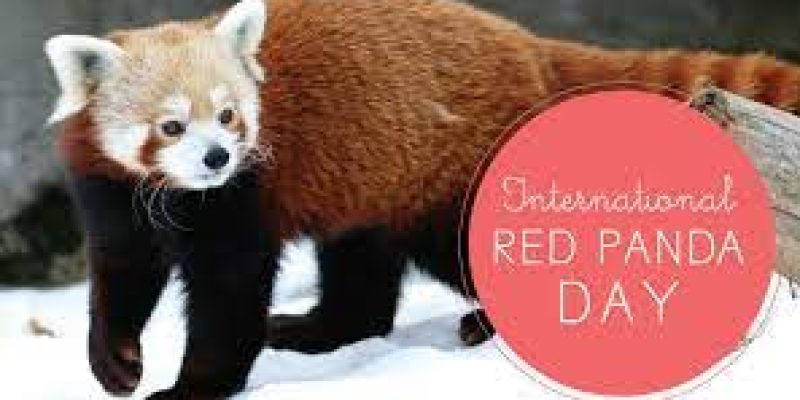 International Red Panda Day 2021: 18 September (3rd Saturday of September)