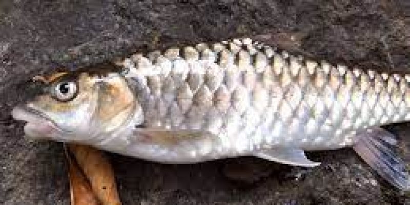 ‘Katley’ declared as state fish of Sikkim