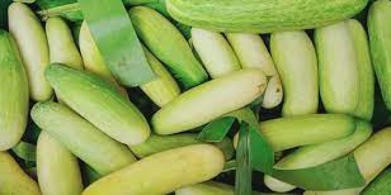 “Sweet Cucumber” of Nagaland gets geographical indication (GI) tag