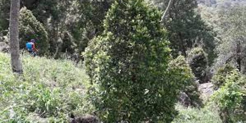 Tamil Nadu’s ‘Kanniyakumari Clove’ gets Geographical Indication Tag along with 2 more products