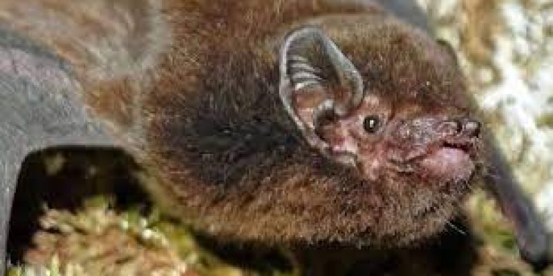 New Zealand names critically endangered native long-tailed bat as Bird of the Year