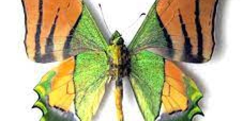 ‘Kaiser-i-Hind’ declared as Arunachal Pradesh’s State Butterfly