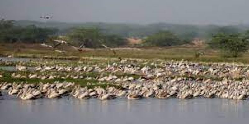 Kazhuveli Wetland declared as 16th Bird Sanctuary of Tamil Nadu