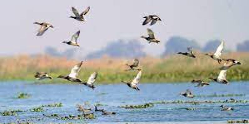 Haiderpur wetland in Uttar Pradesh recognised as Ramsar Site