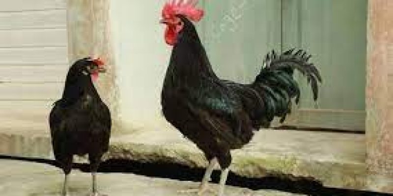 KVASU bags national award for breed conservation