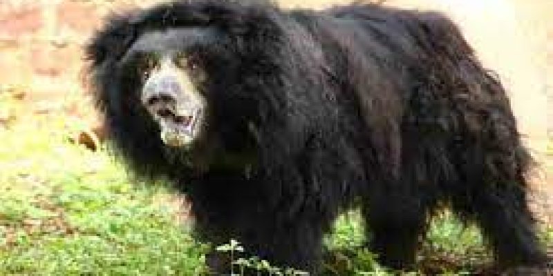India’s oldest sloth bear ‘Gulabo’ passes away at Van Vihar National Park at 40
