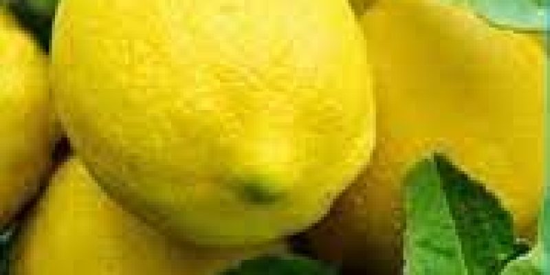 18th Kachai Lemon Festival begins in Manipur 2022