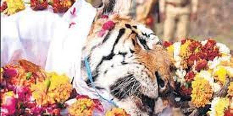 Legendary Collarwali Tigress who gave birth to 29 cubs passes away in Pench Tiger Reserve
