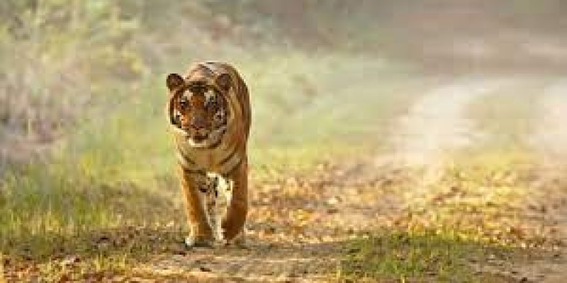 Tamil Nadu’s Sathyamangalam Tiger Reserve and Bardia National Park of Nepal jointly bags TX2 Award