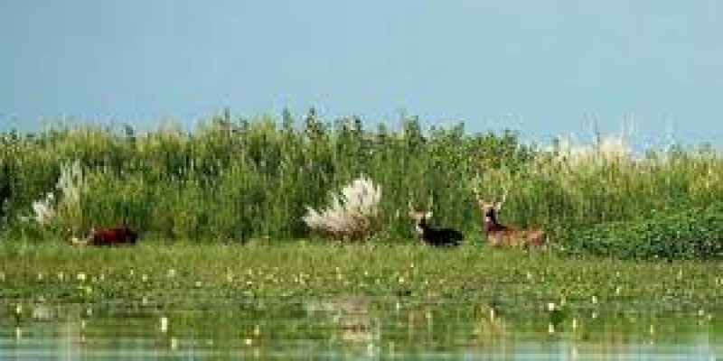 Sanctuaries in Gujarat, Uttar Pradesh listed as Ramsar sites