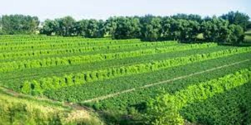 NABARD launched ‘JIVA Programme’ to promote natural farming