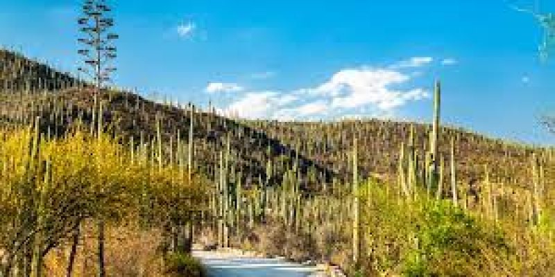 Himachal Pradesh gets 1st Biodiversity Park at Mandi&nbsp;