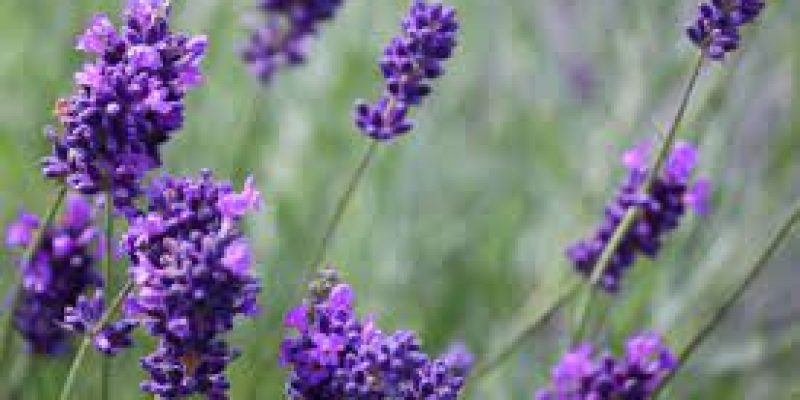 Lavender designated as brand product of J&K’s Doda district, the birthplace of Purple Revolution