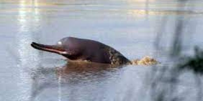 Centre designates October 5 as National Dolphin Day