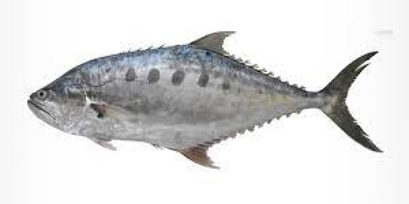 Kerala: Identification of New Marine Species