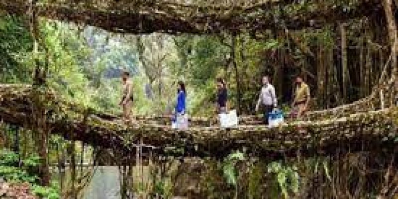 Meghalaya’s root bridges on tentative list of World’s Heritage Sites