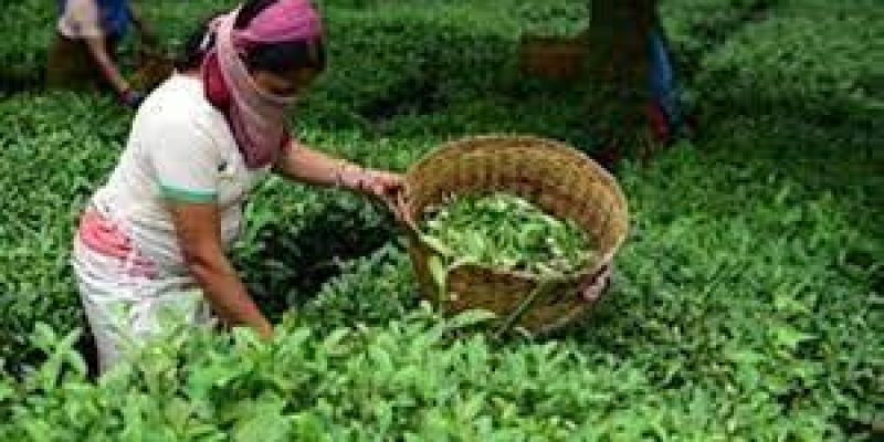 Kangra Tea is likely to get European Union GI Tag