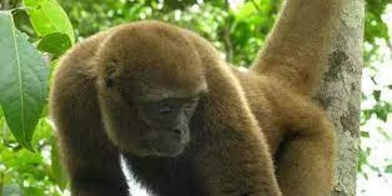 Ecuador becomes world’s first country to give legal rights to wild animals