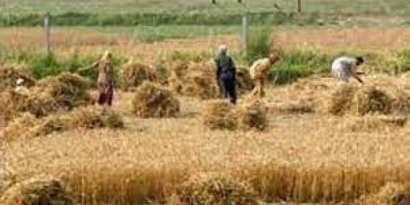 Haryana launched ‘Chaara-Bijaee Yojana’ for fodder cultivating farmers