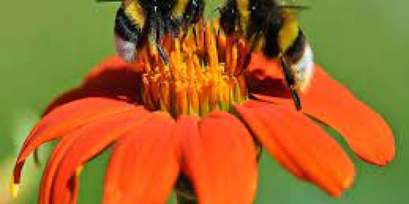 World Bee Day 2022: Theme, Purpose, History