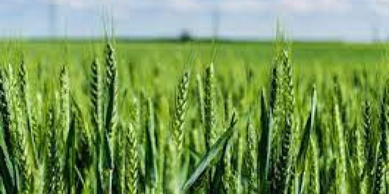 C-CAMP signs MoU with CFTRI to promote innovation in agriculture