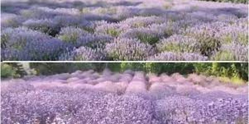 Jitendra Singh inaugurates India’s first ‘Lavender Festival’ in Bhaderwah