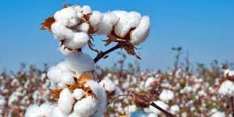 Single-Pick Cotton Pilot Project will launch by the Telangana Govt