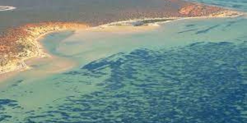 World’s biggest plant discovered off Australian coast&nbsp;