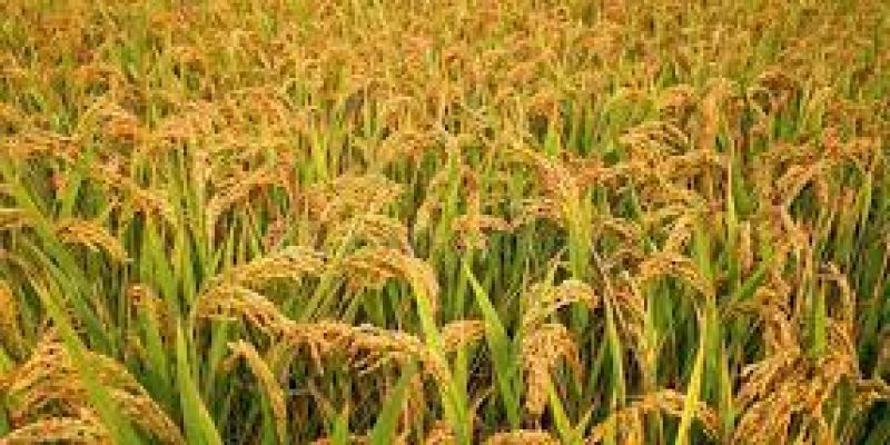 World Banka approved Uttarakhand project to boost rain-fed agriculture