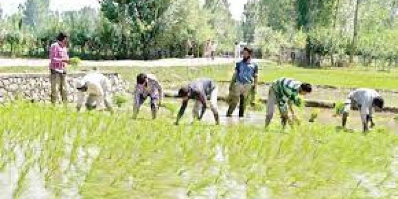 Farmers’ average income grew 1.3-1.7x between FY18 and FY22: SBI study