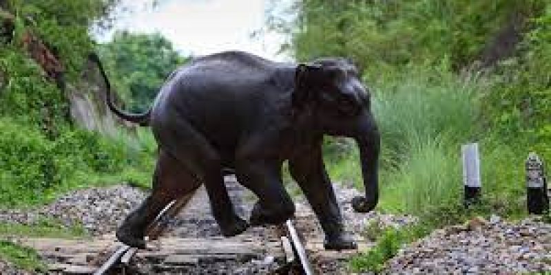 Gajraj System: AI-Based Elephant Protection on Indian Railways