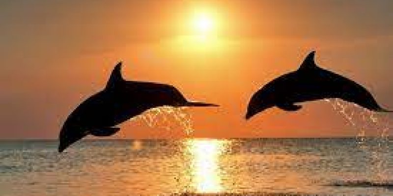 Ganga River Dolphin Day: 5 October