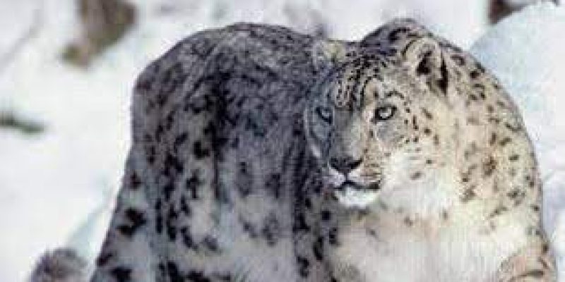 International Snow Leopard Day : 23 October