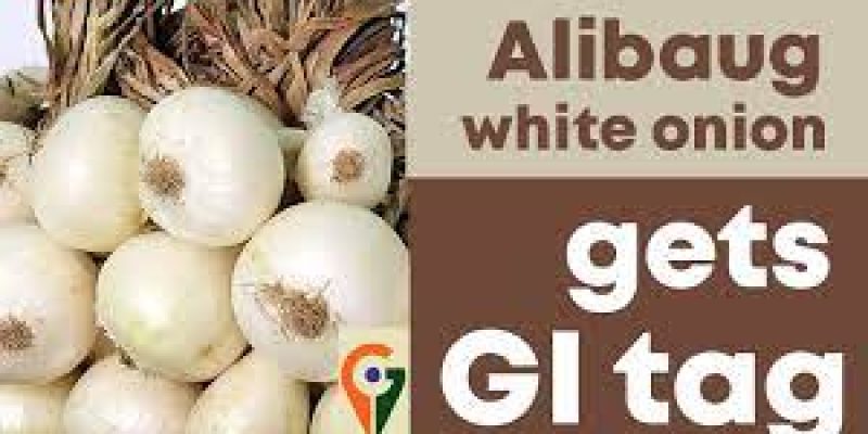Alibaug white onion from Maharashtra gets GI tag
