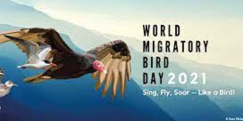 World Migratory Bird Day 2021: 09 October (Second Saturday of October)