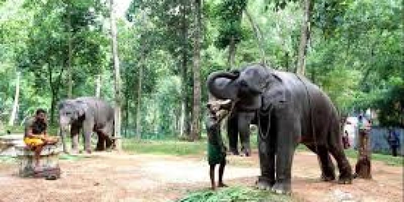 First elephant rehabilitation centre of India in the works at Kerala’s Kottoor